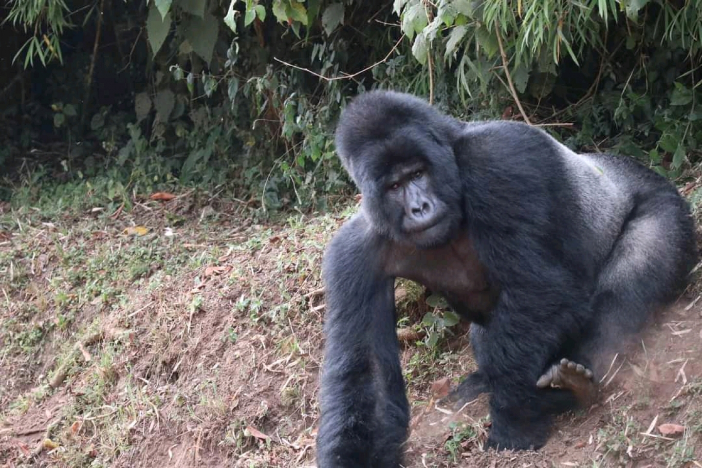 5 Days Queen Elizabeth NP, Gorilla trekking &amp; Lake Mburo