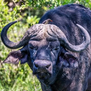 5 Days Ngorongoro &amp; Serengeti Tanzania