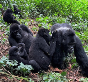 4 Days Fly in Gorilla Safari-Uganda