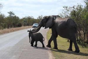 10 DAYS JOHANNESBURG-KRUGER-CAPE TOWN, SOUTH AFRICA
