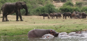 3 Days Gorilla Tracking in Uganda